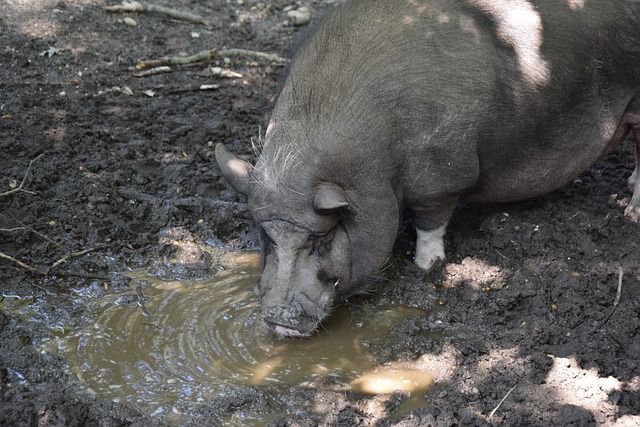 球迷的关注 球迷的关注